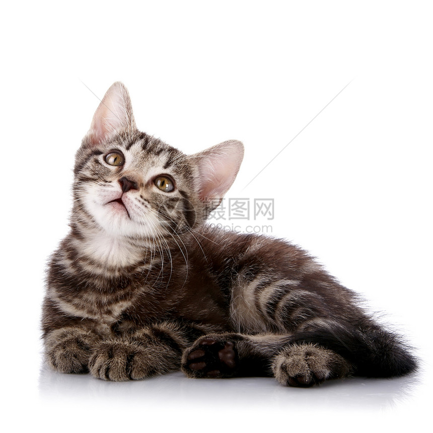 小小猫披着白色的背面爪子毛皮小猫猫科晶须兽医脊椎动物耳朵哺乳动物尾巴图片