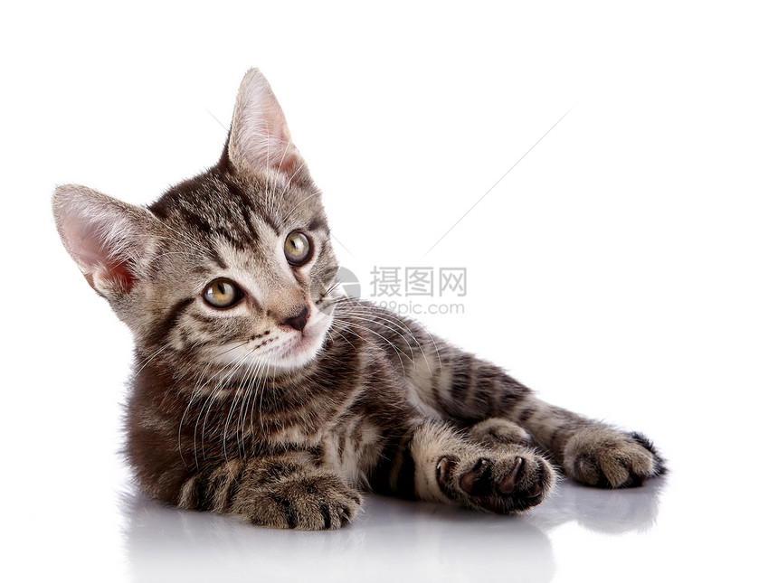 小猫咪躺在白色背景上婴儿眼睛耳朵农场好奇心爪子动物小猫猫科尾巴图片