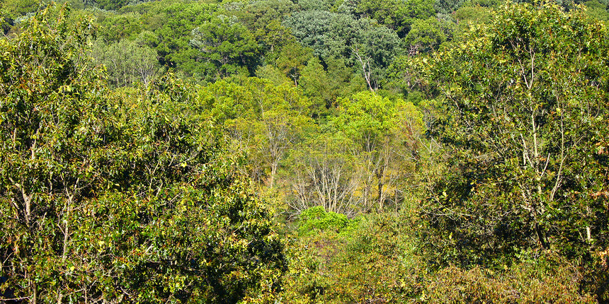堆积森林场景全景旅行树木叶子栖息地绿地植物学岩石林地图片