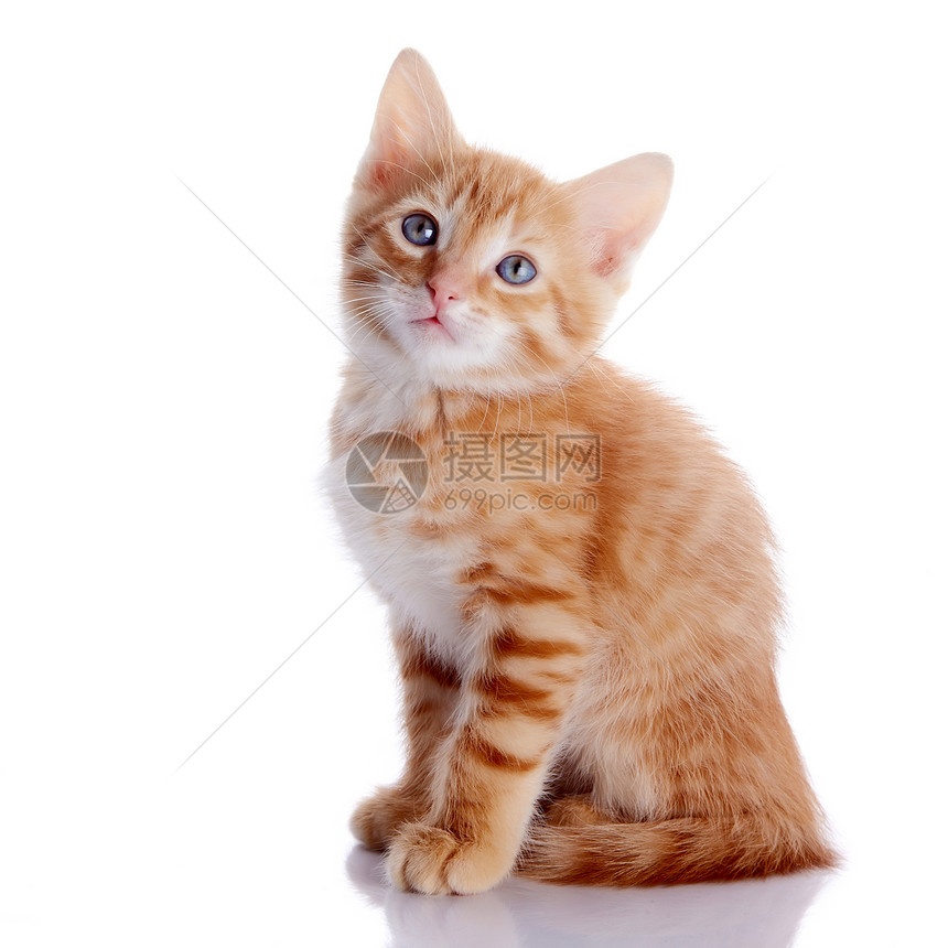 红猫咪橙子动物眼睛食肉好奇心婴儿乐趣猫科农场哺乳动物图片