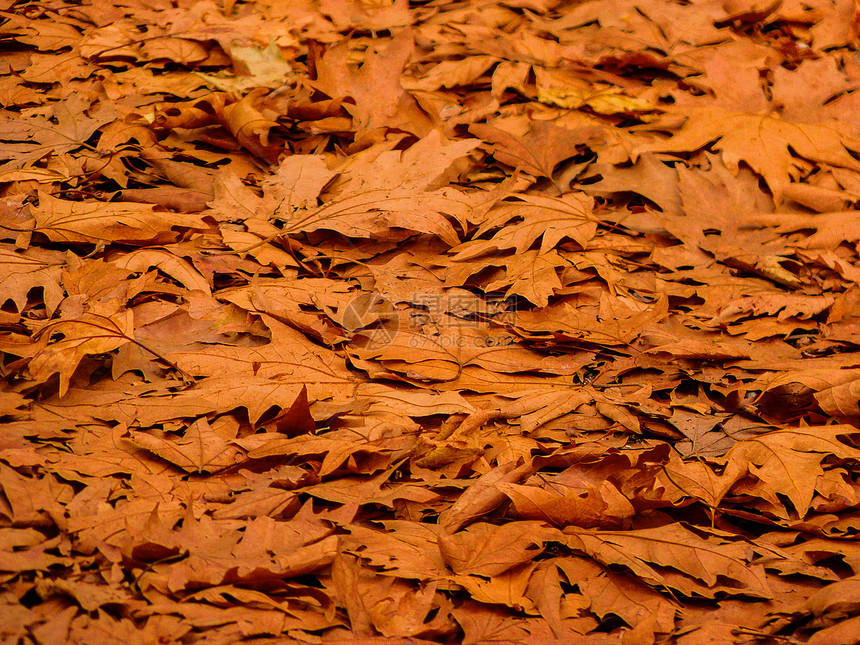 秋季秋日落叶的背景花园棕色装饰品季节橙子黄色森林公园树叶植物图片