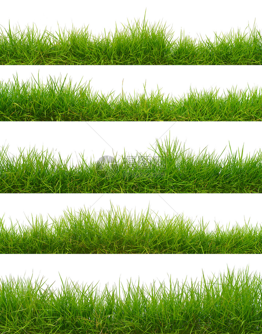 青草环境绿色场地植物草皮草地图片
