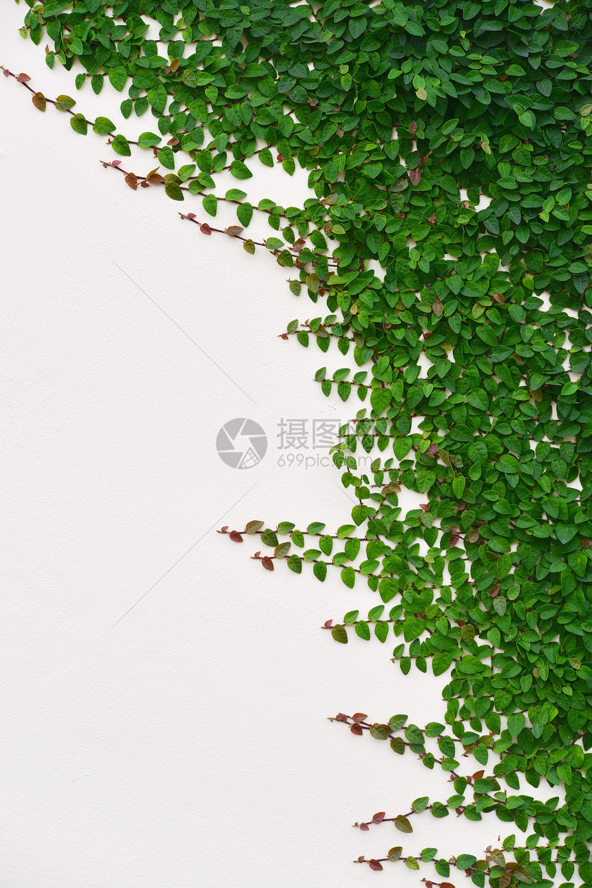 常年背景藤蔓植物花园生长卷须枝条叶子绿色图片