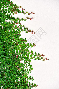 常春藤植物生长枝条卷须叶子绿色花园藤蔓背景图片