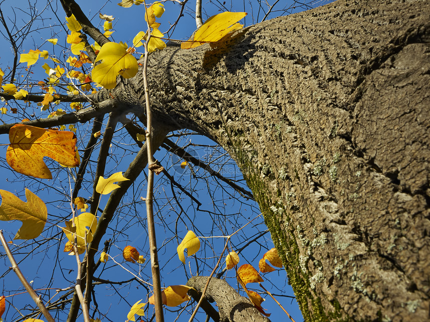 秋树天空橙子黄色季节树叶叶子森林红色植物公园图片