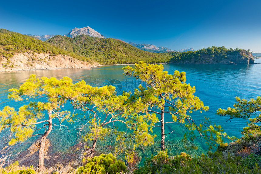 海滨 在山坡上种植松树和松树图片