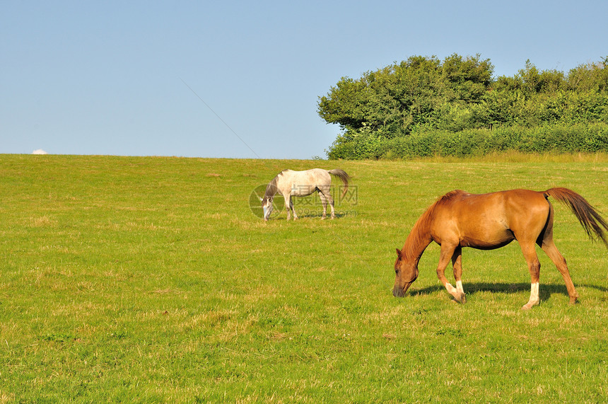 两匹马农场动物哺乳动物马匹图片
