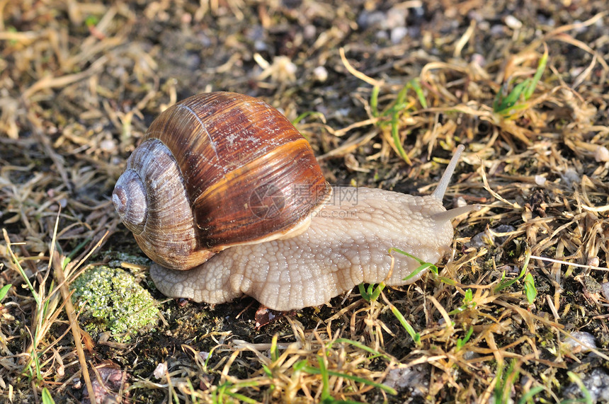 汉堡蜗牛雌雄同体蜗牛图片