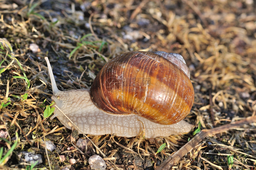 汉堡蜗牛蜗牛雌雄同体图片