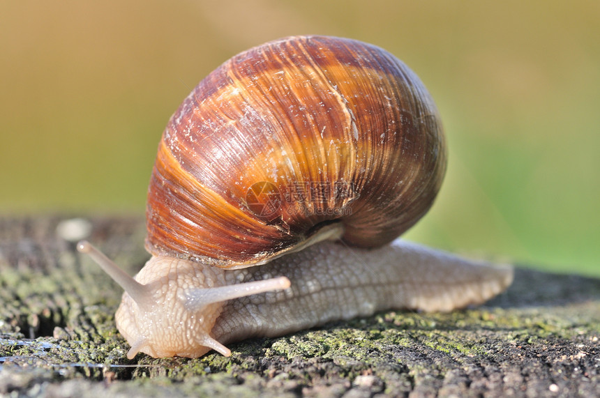 汉堡蜗牛蜗牛同体雌雄图片
