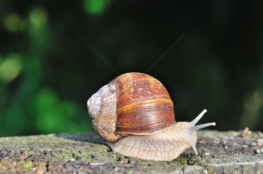 汉堡蜗牛同体蜗牛雌雄图片