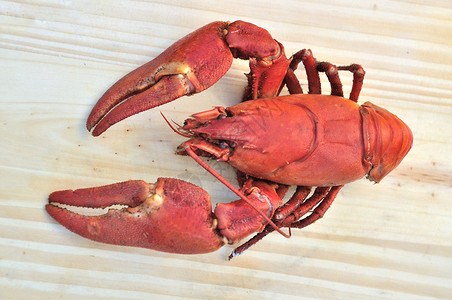 煮熟的鲑鱼贝类动物海鲜食物烹饪甲壳类红色背景图片