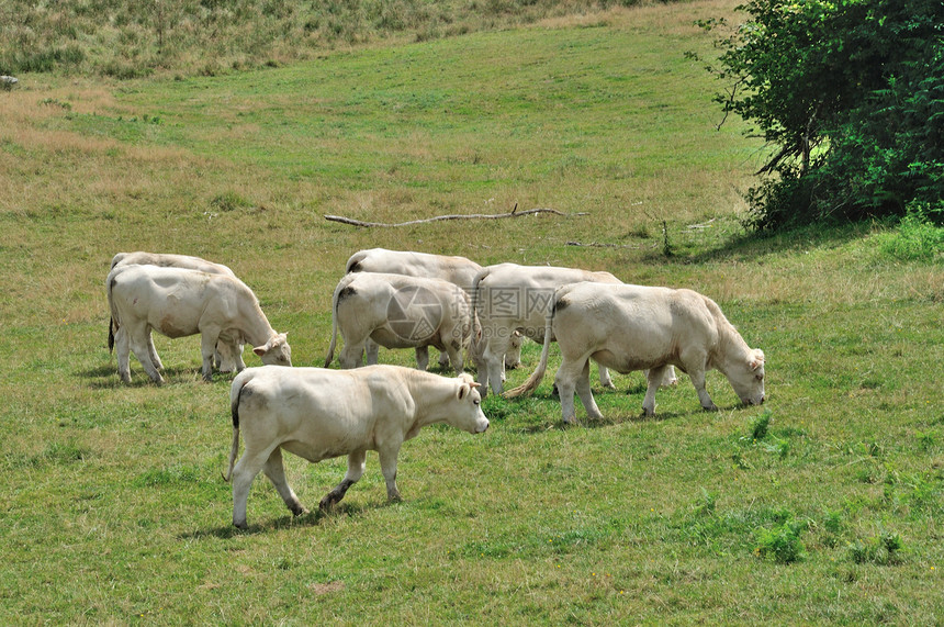 草地中的牛群牛肉标签奶牛农场场地动物图片