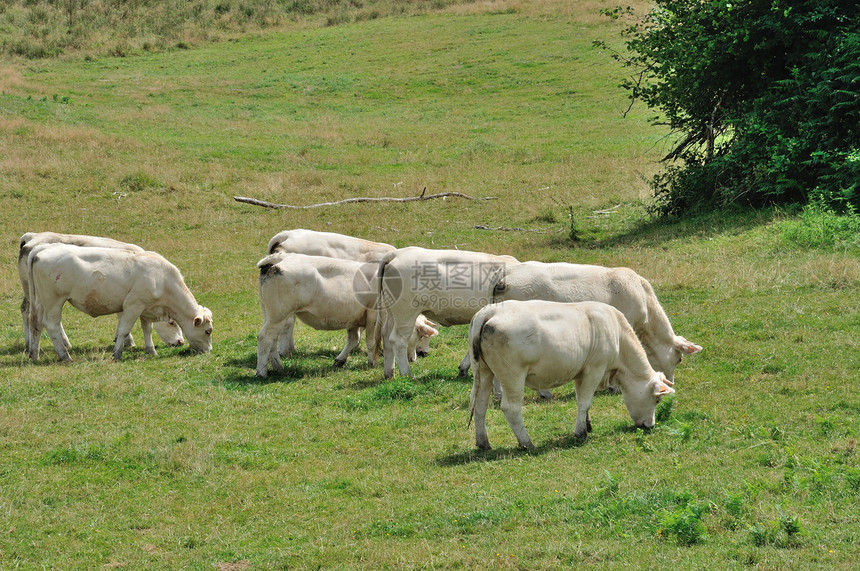 草地中的牛群标签动物奶牛场地农场牛肉图片