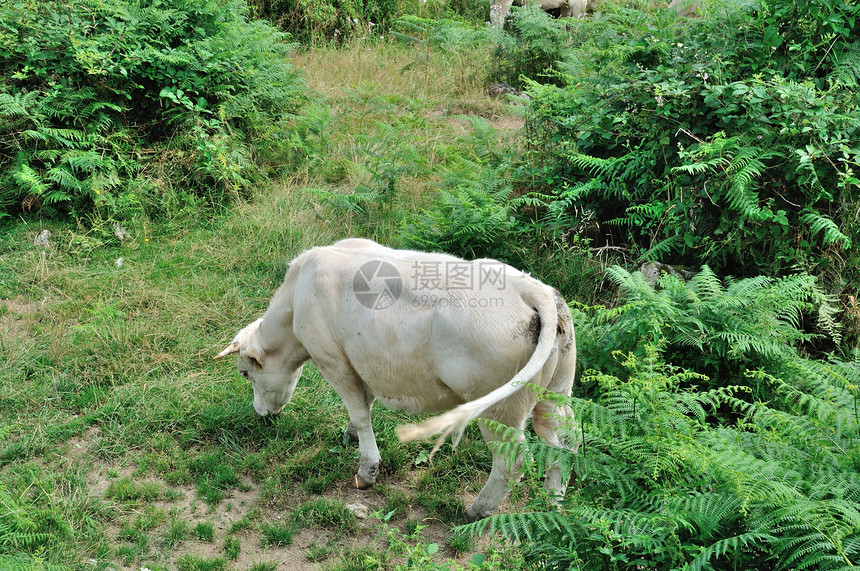 草地中的牛群动物牛肉奶牛标签农场场地图片
