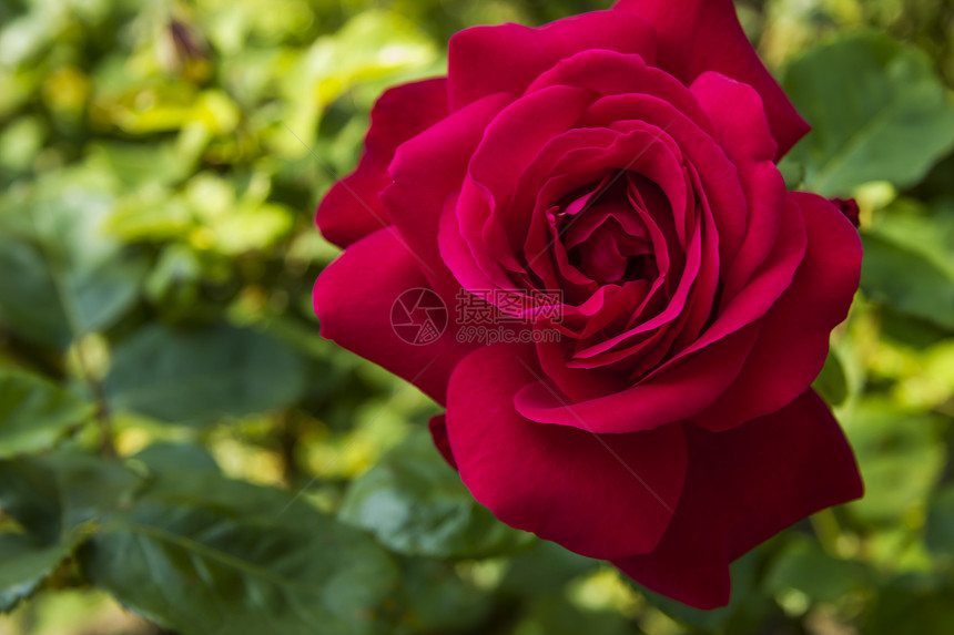 红玫瑰生长花瓣花园玫瑰美丽季节公园植物红色婚礼图片