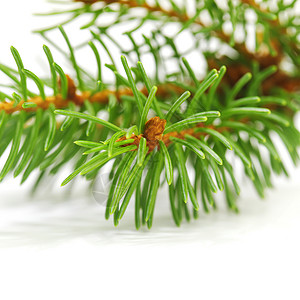 白色的fir Banch松树枝条针叶绿色云杉背景图片
