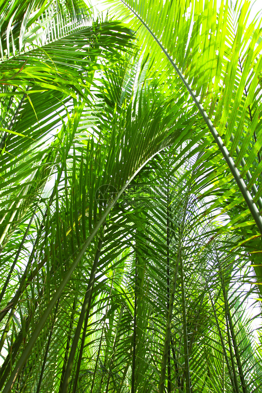 尼帕棕榈名词棕色丛林烹饪种子宏观绿色森林热带叶子图片