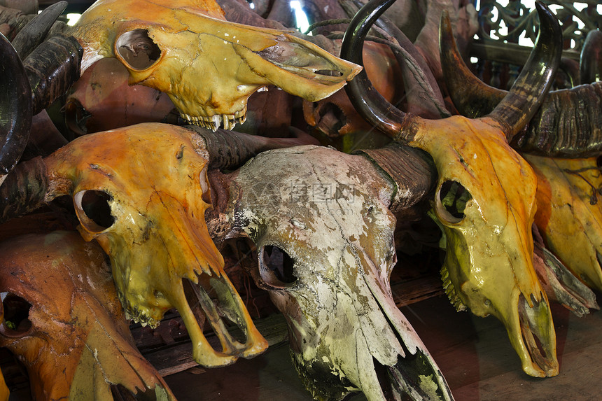 动物头骨骨骼危险艺术水牛衰变解剖学喇叭死亡打猎工作室图片