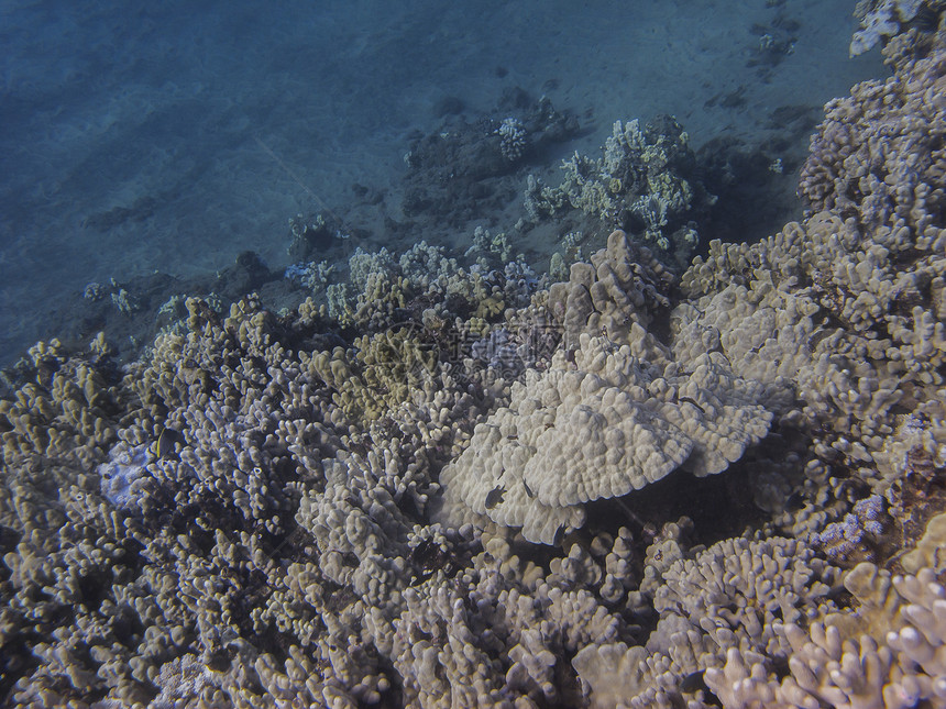 珊瑚礁异国气候蓝色阳光潜水员水晶生活热带水族馆野生动物图片