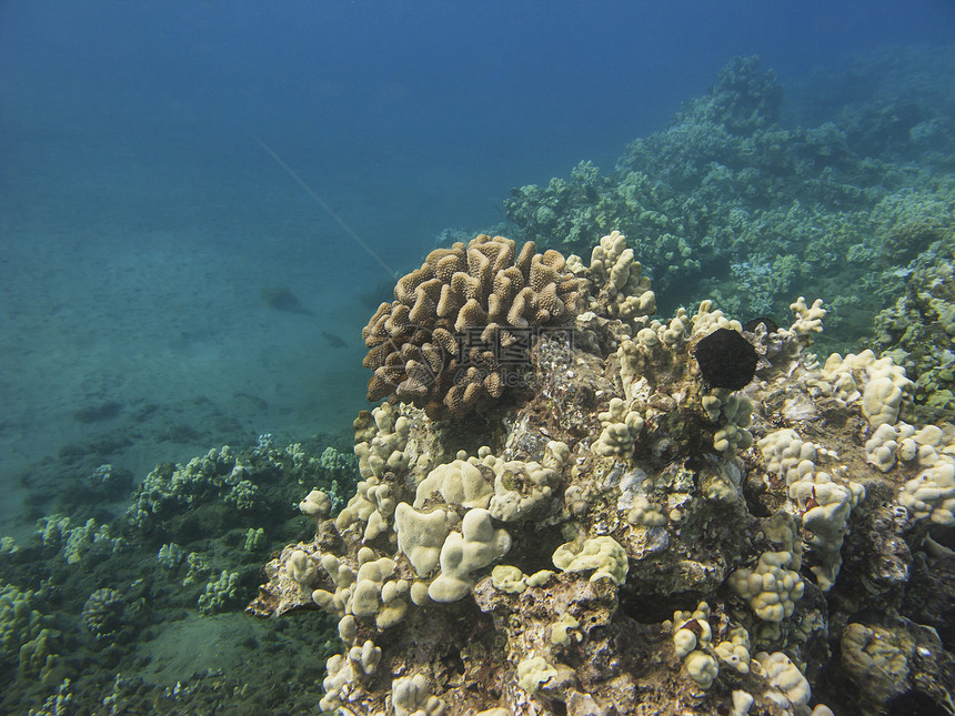 珊瑚岩阳光情调岩石珊瑚蓝色潜水热带野生动物水晶生活图片