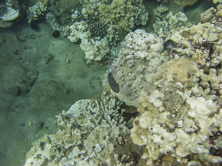 珊瑚礁中的鱼类生活海洋浮潜荒野呼吸管异国水族馆潜水情调潜水员图片