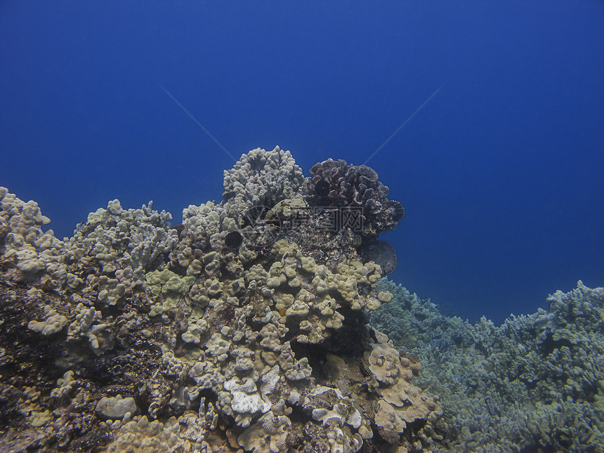 太平洋珊瑚礁水晶气候珊瑚潜水野生动物水族馆热带潜水员植物蓝色图片