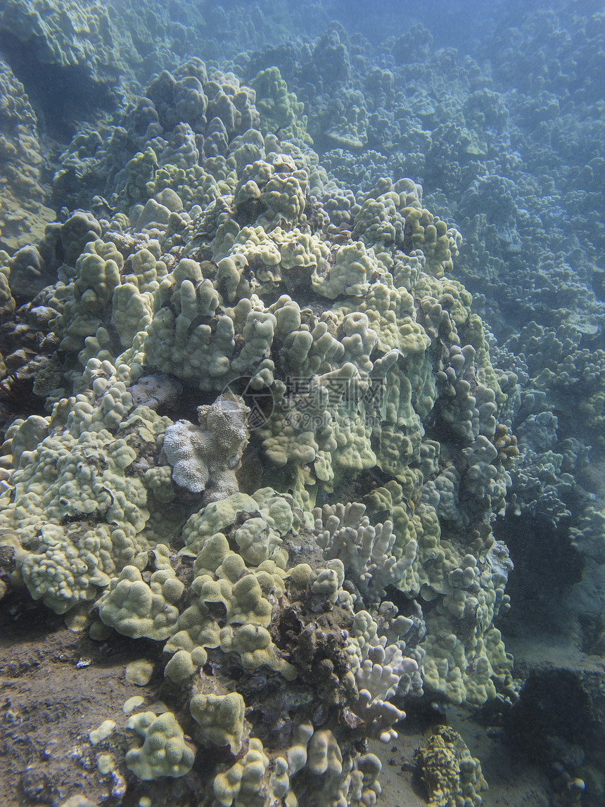 珊瑚礁阳光岩石潜水员海景植物光束潜水水晶海洋野生动物图片