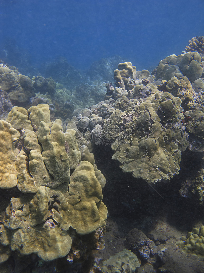 珊瑚礁蓝色光束阳光情调野生动物异国海洋气候水族馆岩石图片
