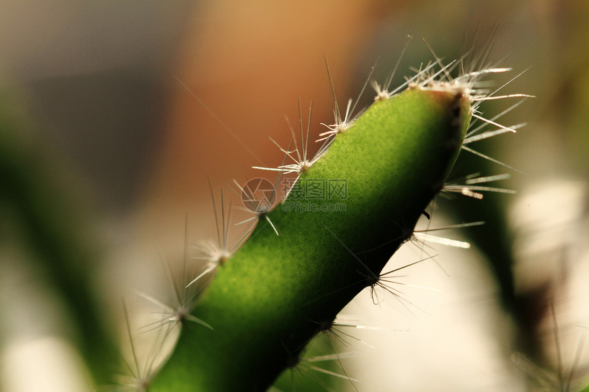 Cactus  特写肉质叶子宏观植物多刺绿色沙漠花园植物群阳光图片