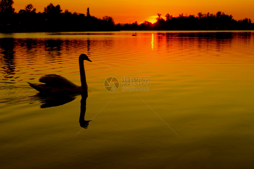 孤单的天鹅脖子太阳棕褐色日落池塘鸟类日出动物翅膀荒野图片