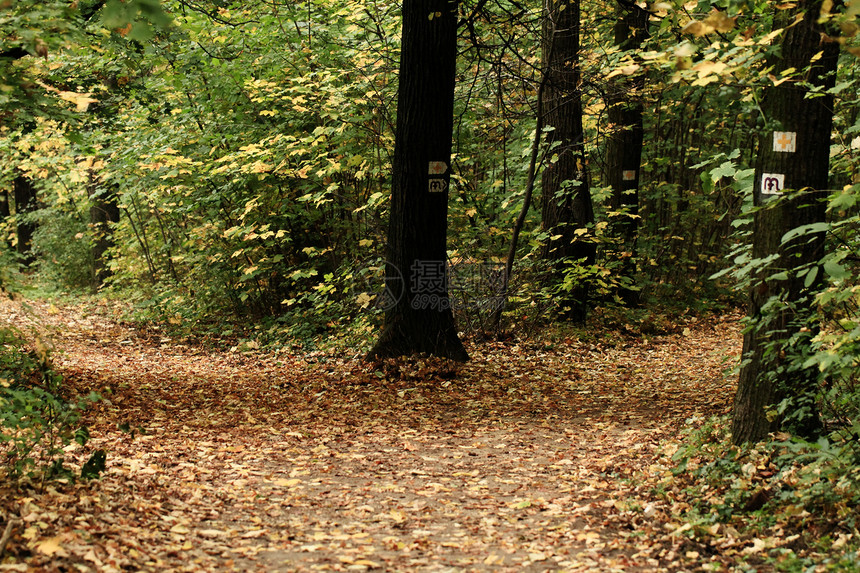 秋季森林公园季节环境分支机构农村风景小路车道晴天旅行图片