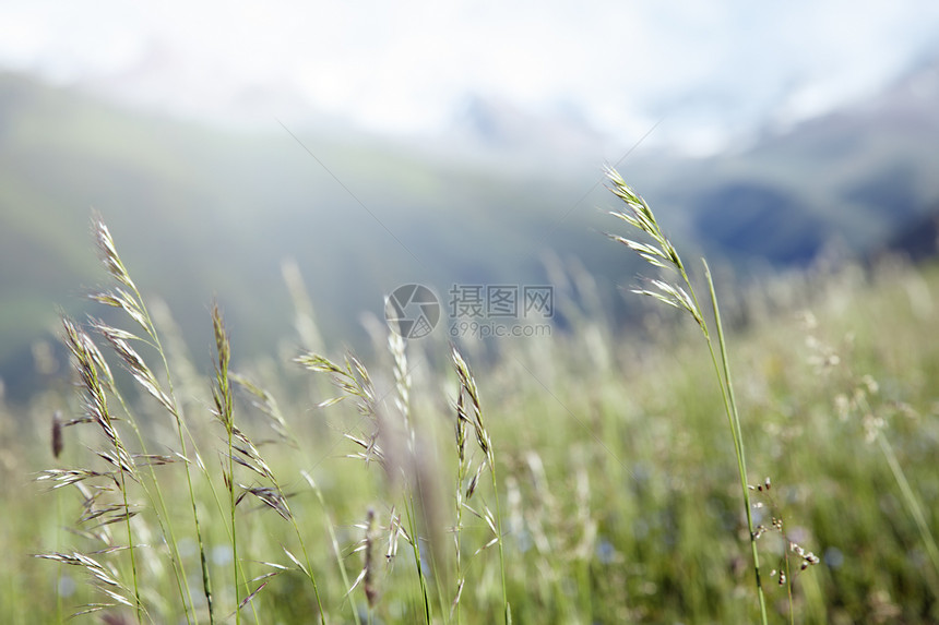 高山草原上的青草荒野宏观草地牧场植物学高山水平地形风景天气图片