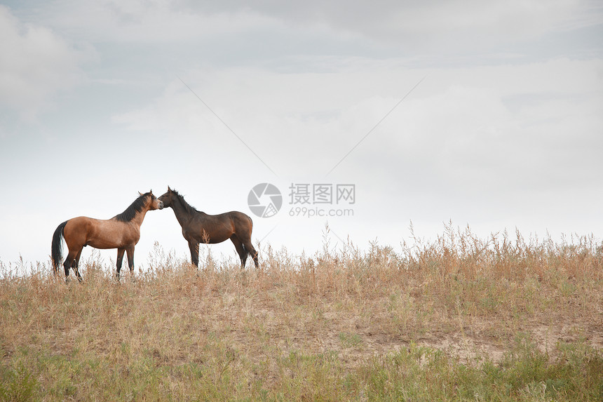 两匹马牧场夫妻野生动物农场荒野赛马家畜草地生活草原图片