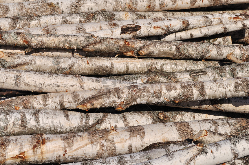 堆积的树枝原木跌倒樵夫森林工程白色材料柴堆加工林业木材图片