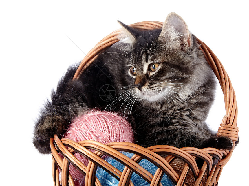 毛绒猫在羊毛球的摇篮子里篮子眼睛毛皮羊毛爪子虎斑动物婴儿耳朵哺乳动物图片
