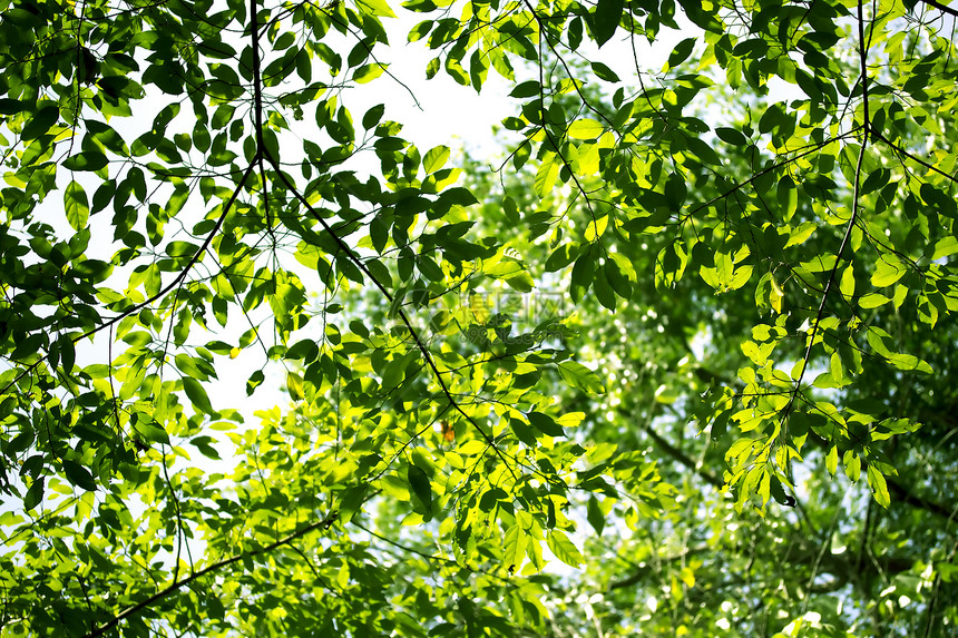 绿叶背景背景绿色花园太阳射线季节天空树木植物树林森林图片