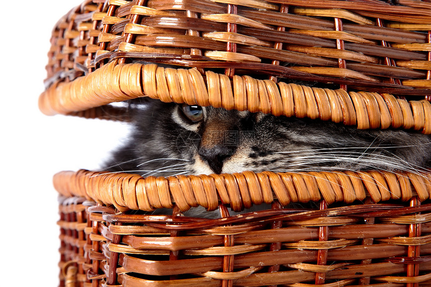 猫在一篮子里好奇心尾巴小猫耳朵哺乳动物动物友谊农场爪子乐趣图片