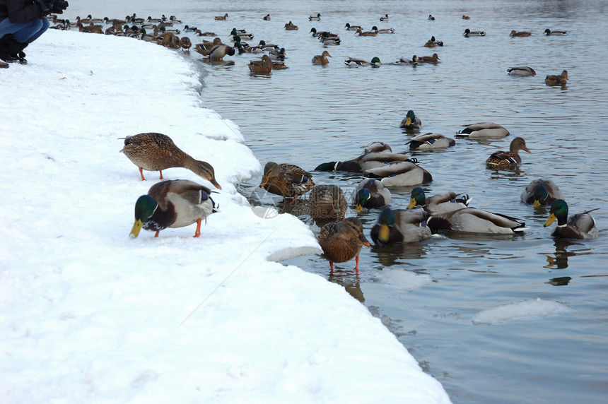 冬季河中的鸭子图片