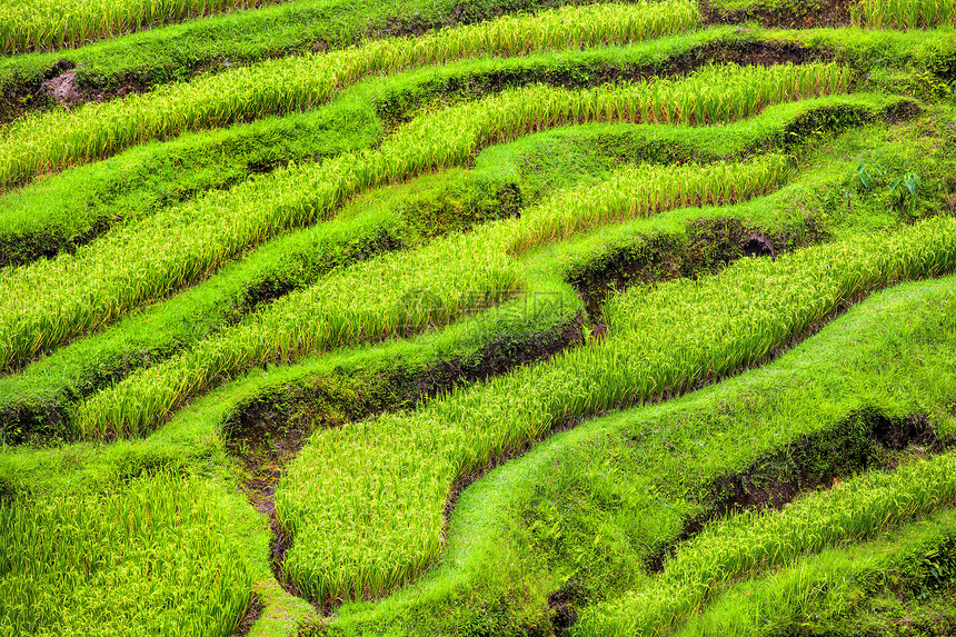 稻田旅行农场爬坡场景生长乡村环境热带场地植物图片