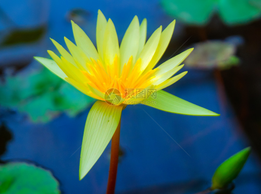泰国叶子绿色花瓣植物学百合花园水培法植物美丽池塘图片