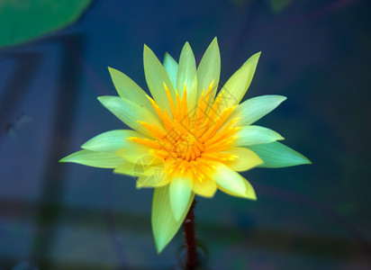 泰国池塘花瓣水培法植物学植物叶子百合绿色花园美丽高清图片