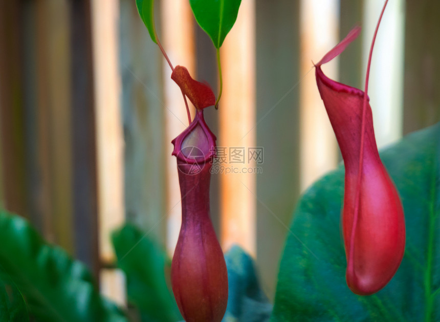 泰国艺术植物作品装饰情调季节植物学植物群热带风格图片