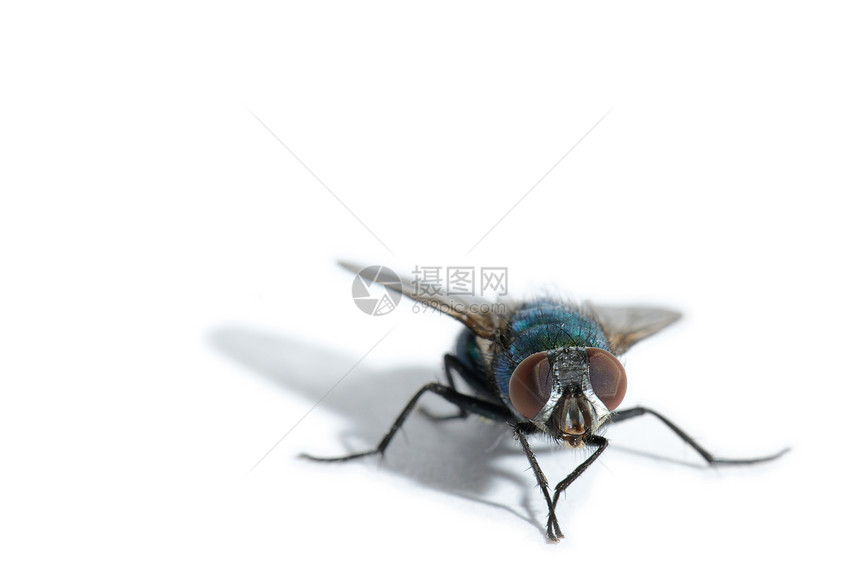 飞行动物害虫昆虫翅膀毛发宏观宠物白色苍蝇图片