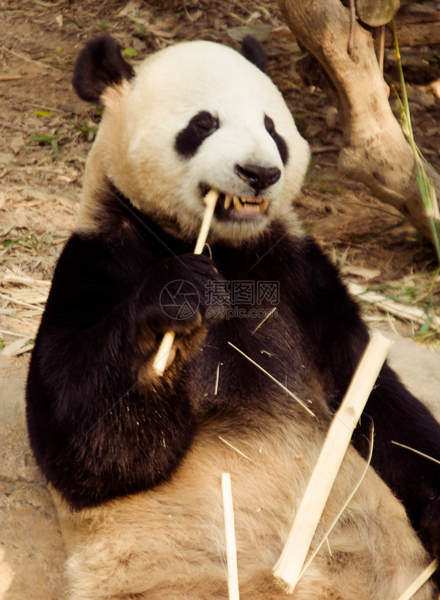 动物园公园野生动物气候食物黑色竹子草食性公园熊猫眼睛动物园图片