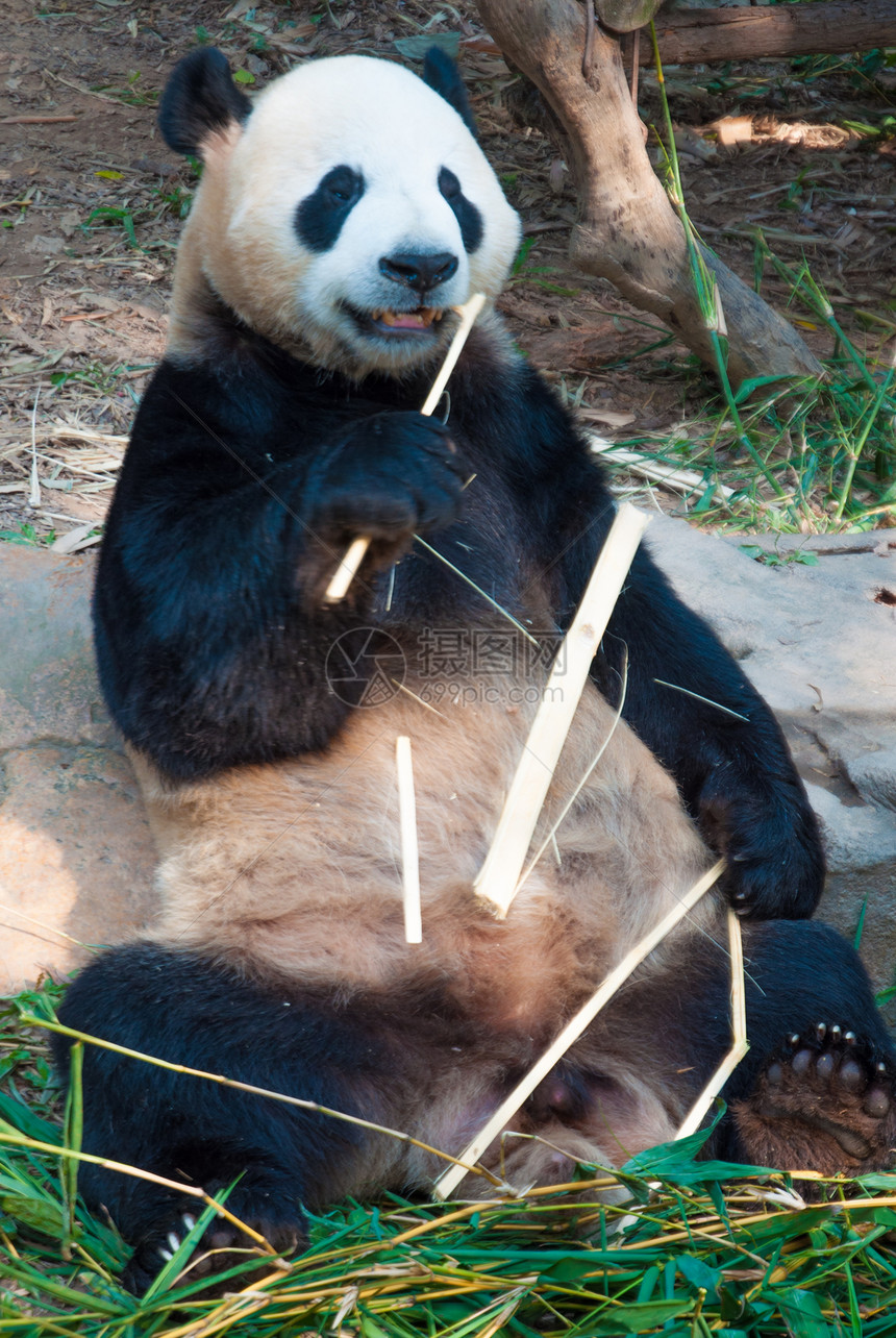 动物园公园熊猫野生动物黑色草食性竹子气候动物园哺乳动物食物毛皮图片