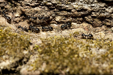 黑蚂蚁动物群苔藓昆虫团体宏观动物树干背景图片