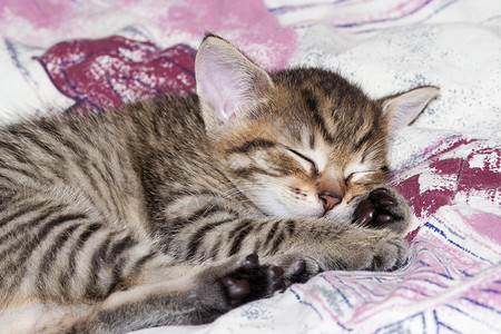 睡觉的猫睡眠新生哺乳动物瞌睡小动物小猫休息宠物动物小狗背景图片