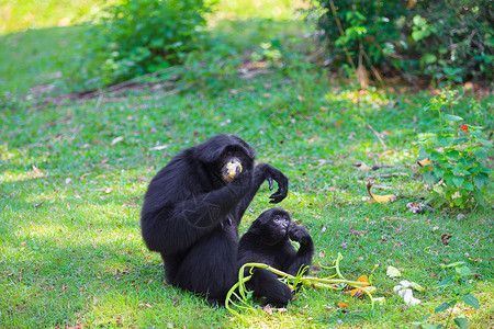 Siamang食物森林濒危灵长类热带野生动物婴儿动物群精力长臂猿背景图片