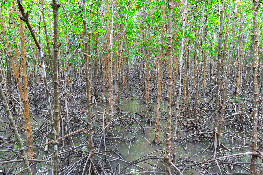 泰国红树林组织森林红树海滨叶子热带沼泽绿色植物支撑图片